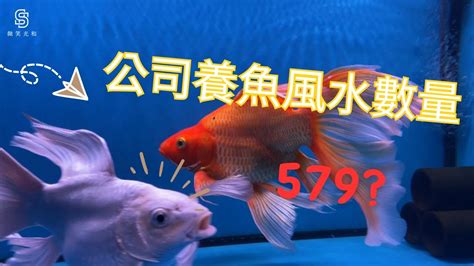 魚養幾隻好|2024年魚缸養魚數量吉凶解析